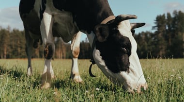 Selerant food and beverage regulatory compliance global dairy manufacturer cow in pasture